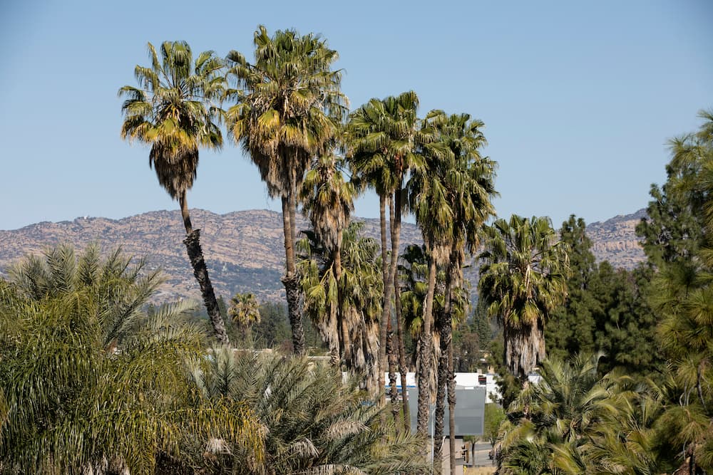 Woodland Hills Palm Trees and a local park